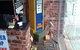 Old Mate's Barber And Grooming - thumb 4